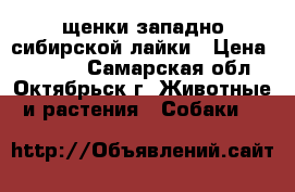 щенки западно сибирской лайки › Цена ­ 3 000 - Самарская обл., Октябрьск г. Животные и растения » Собаки   